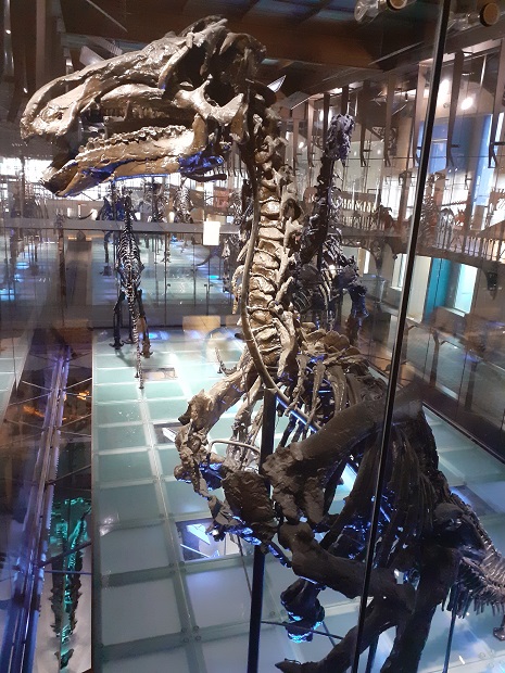 Dinosaurussen, gevonden in de Belgische mijnen, meer dan een eeuw geleden.